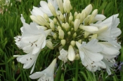 Arctic Star , Agapanthus